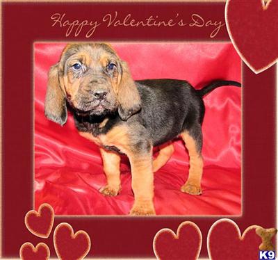 Bloodhound Puppies for Sale